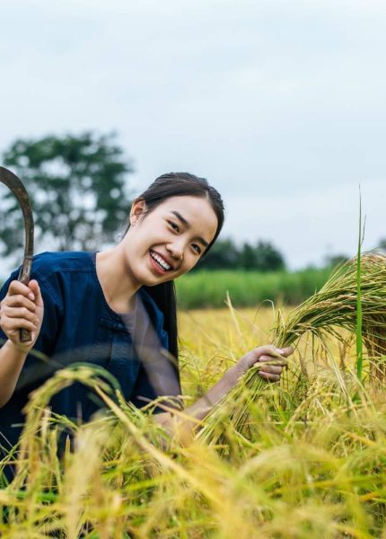 cara memotong padi agar hasil panen maksimal