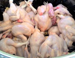 cara mencabut bulu ayam dengan cepat