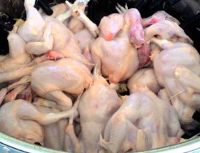 cara mencabut bulu ayam dengan cepat