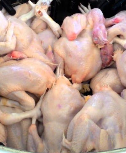 cara mencabut bulu ayam dengan cepat