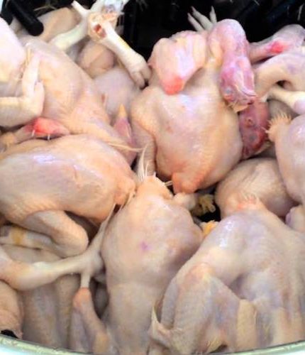 cara mencabut bulu ayam dengan cepat
