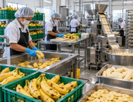 bagaimana cara memproses buah pisang
