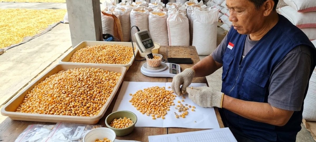 cara menguji kualitas biji jagung pipilan