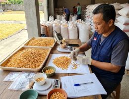 cara menguji kualitas biji jagung pipilan