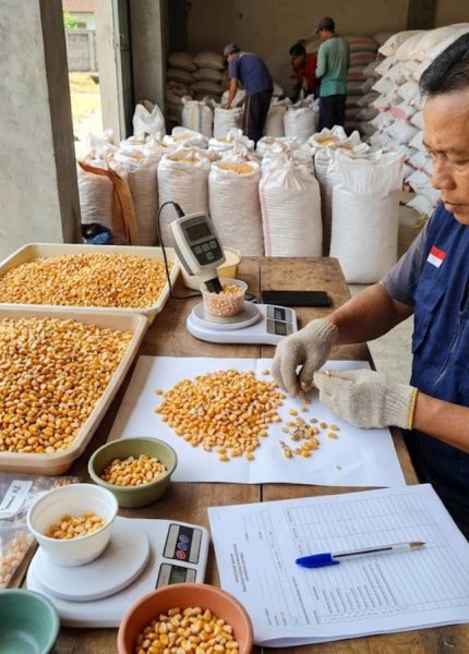 cara menguji kualitas biji jagung pipilan
