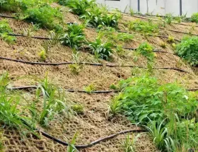 material pengendali erosi berbasis serat tumbuhan