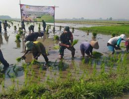 strategi tanam serempak untuk kelompok tani