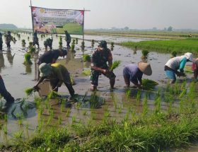 strategi tanam serempak untuk kelompok tani