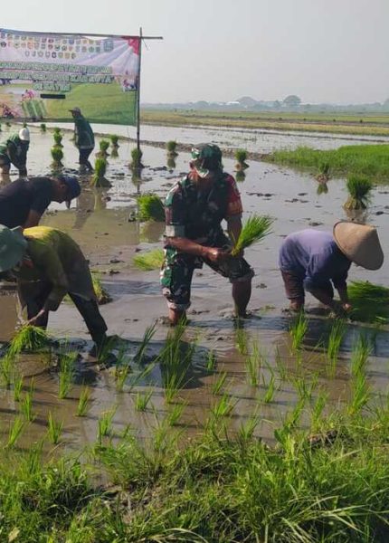 strategi tanam serempak untuk kelompok tani