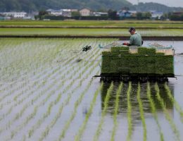 pertimbangan memilih rice transplanter sawah