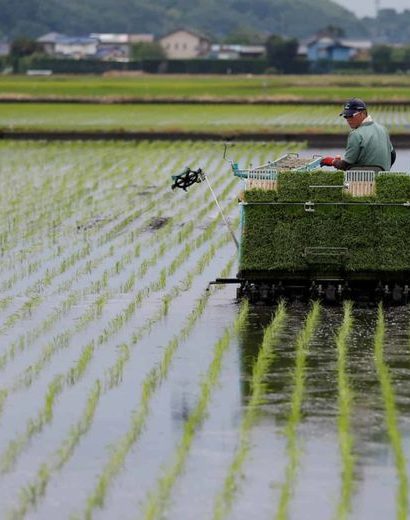 pertimbangan memilih rice transplanter sawah