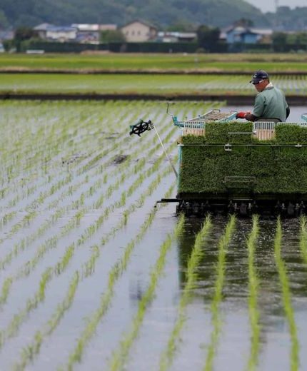 pertimbangan memilih rice transplanter sawah