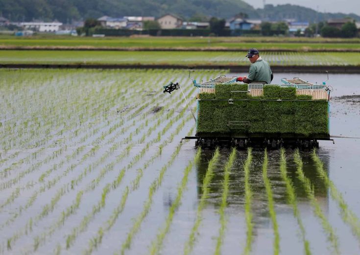 pertimbangan memilih rice transplanter sawah