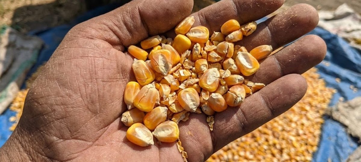 mengapa biji jagung mudah pecah