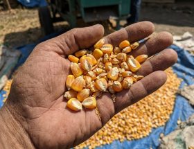 mengapa biji jagung mudah pecah