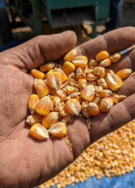 mengapa biji jagung mudah pecah