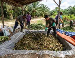 manfaat cacahan pelepah bagi ternak