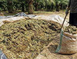 cara membuat silase pelepah sawit