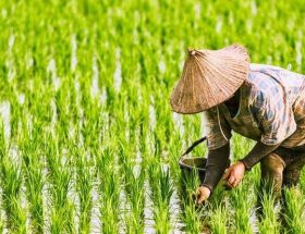 cara membuat barisan tanaman padi rapi