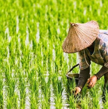 cara membuat barisan tanaman padi rapi