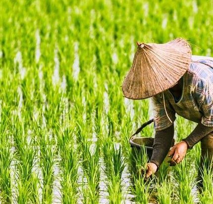 cara membuat barisan tanaman padi rapi