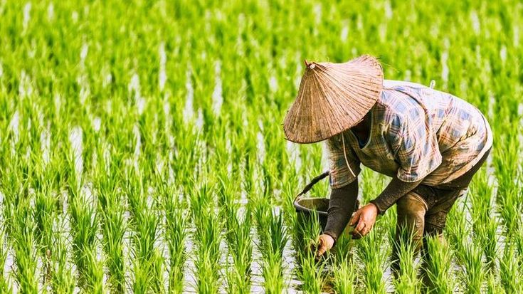 cara membuat barisan tanaman padi rapi