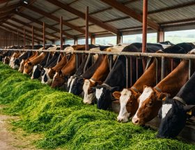 cara mencacah rumput untuk pakan sapi