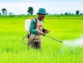 waktu terbaik menyemprot pestisida