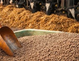 bahan baku lokal untuk produksi pelet