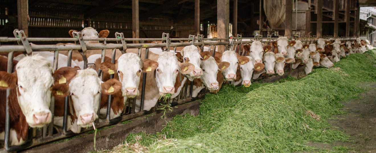 cara mengolah rumput gajah untuk ternak