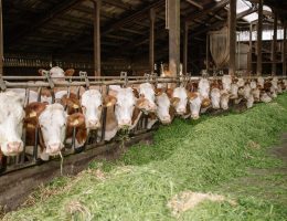 cara mengolah rumput gajah untuk ternak