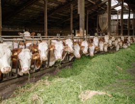 cara mengolah rumput gajah untuk ternak