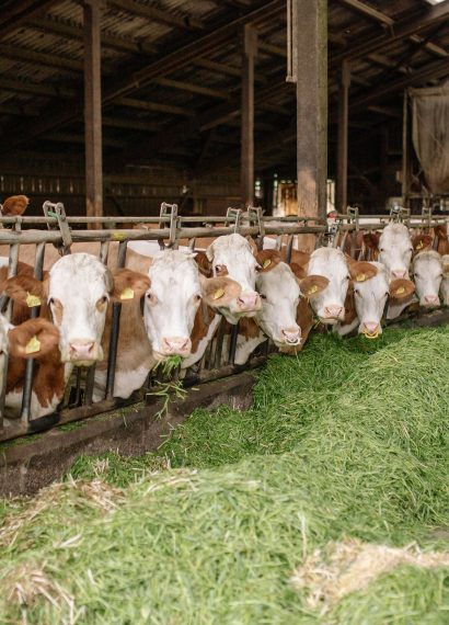 cara mengolah rumput gajah untuk ternak