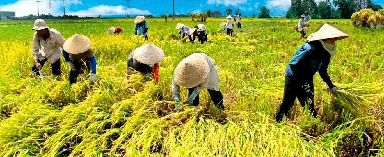 Tahapan Panen Padi yang Benar agar Hasil Tetap Terjaga
