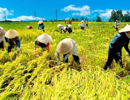 Tahapan Panen Padi yang Benar agar Hasil Tetap Terjaga