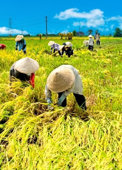 Tahapan Panen Padi yang Benar agar Hasil Tetap Terjaga